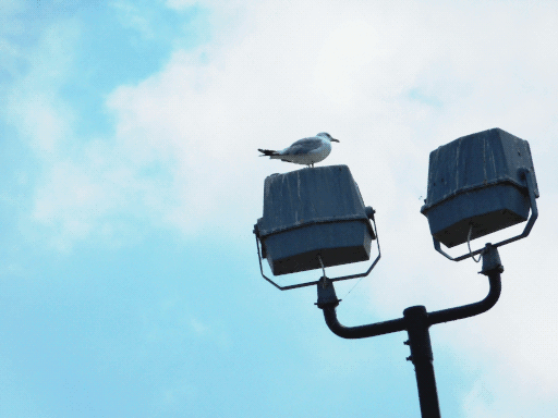 gull on bifurcated lamppost backed by sky
