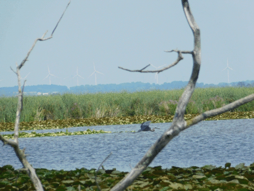 heron flying low over horicon marsh backed by windmills