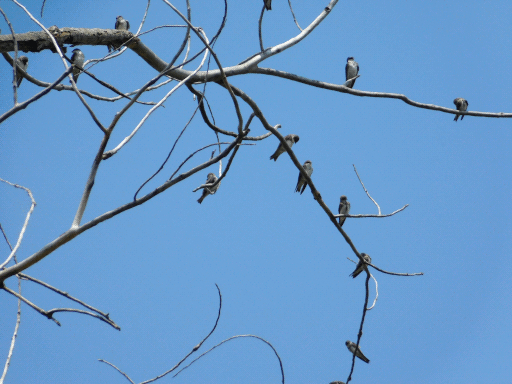 birds in bare tree. not sure what kind