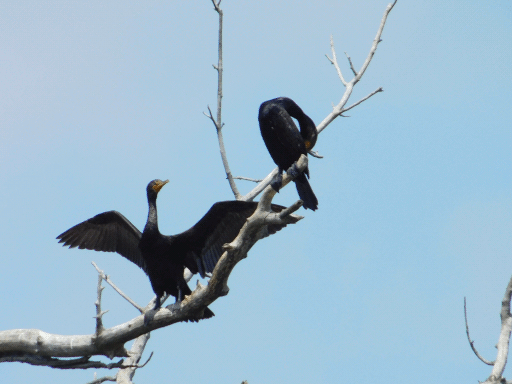 two cormorants in bare branch