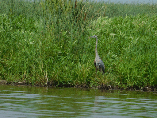 heron standing in tall reeds