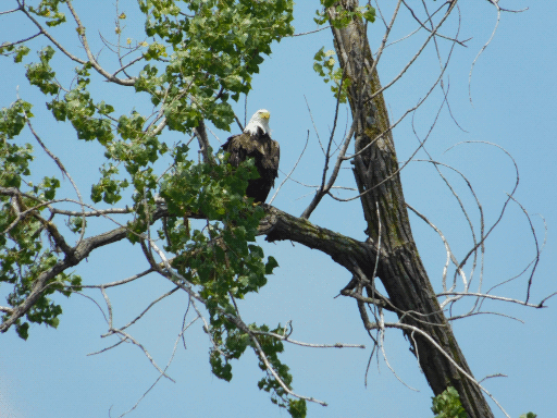 bald eagle perched in cottonwood