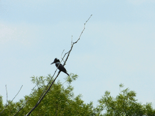 possibly a belted kingfisher