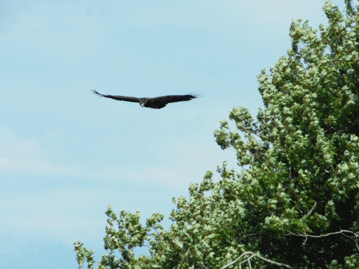 bird of prey soaring on left, treetops on right