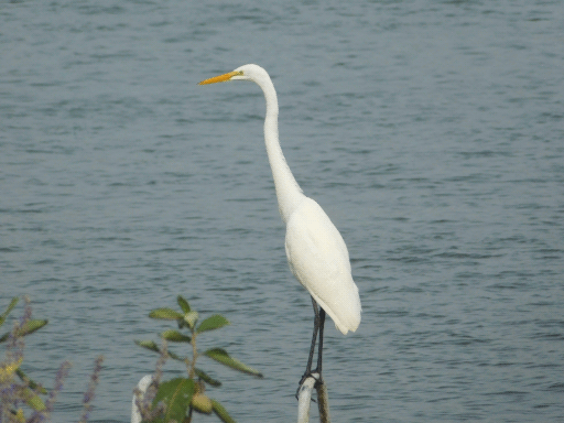 perched egret