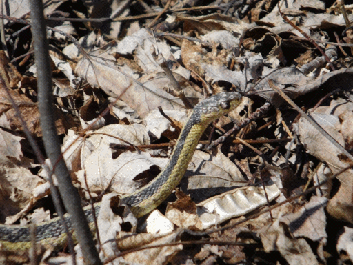 snake in the leaf litter