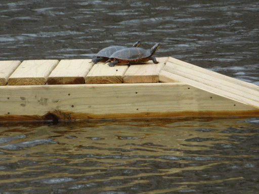 turtle pair on wood plank raft