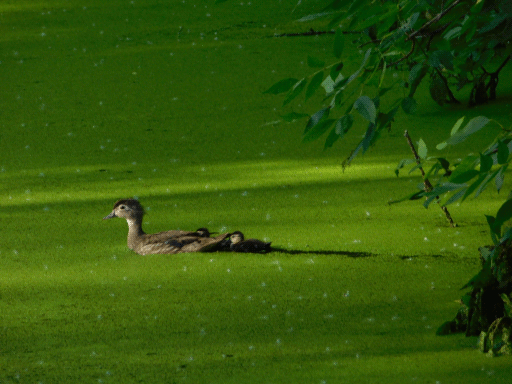 soft scene of mother wood duck and ducklings in duckweed on pond