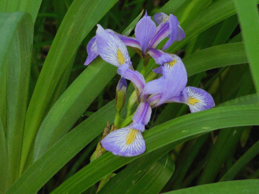 close-up of purplish iris flowers