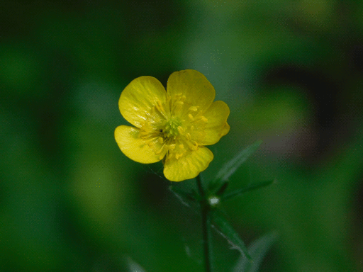 small five-petaled yellow flower, soft focus