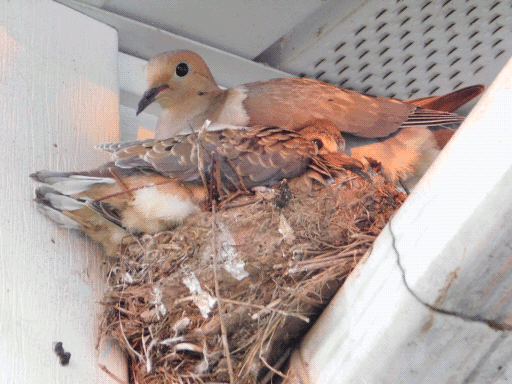 mourning dove with large child in nest on drainpipe in roof corner