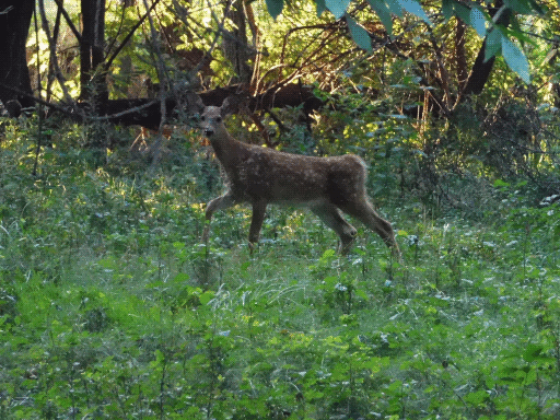 young deer (has spots) in sunglimpsed woods