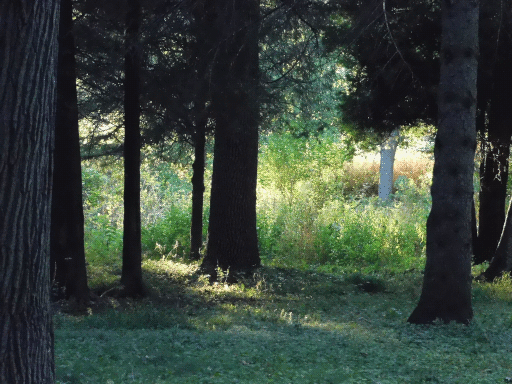 open woods- shadowed foreground, sunlit vegetation in back