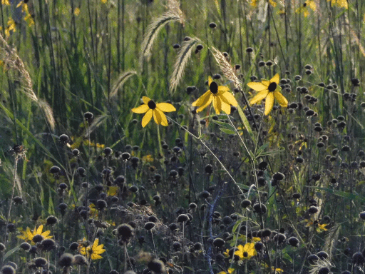 prairie vegetation- yellow coneflowers