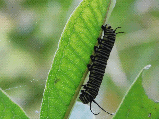 monarch caterpillar on milkweed (vertical)