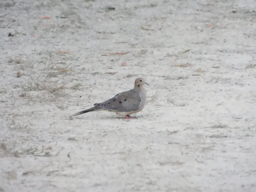 lone mourning dove on light grey soil