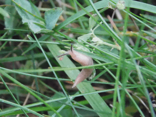 slug in the grass
