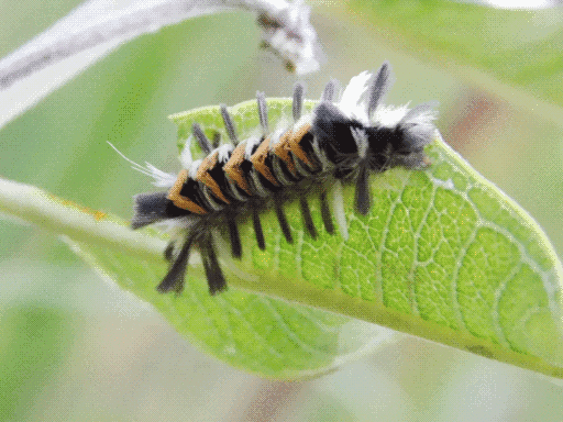 milkweed tussock caterpillar clinging on side of leaf