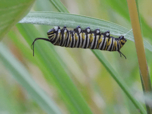 monarch caterpillar clinging upside down on leaf