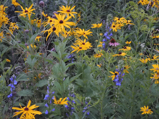 flowerbed; yellow and purple coneflowers, tall blue clusters (standing bugles?)