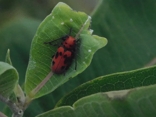 red milkweed beetle! (the stoner of the insect world)