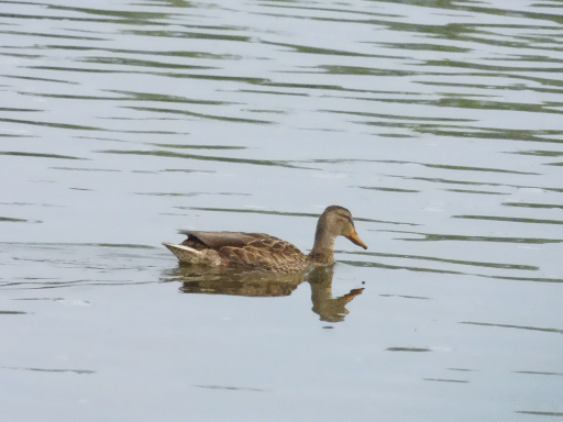 female mallard reflected on lake (grey)