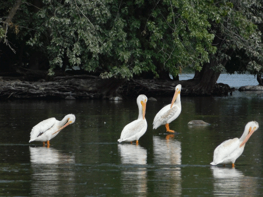 four standing pelicans backed by island