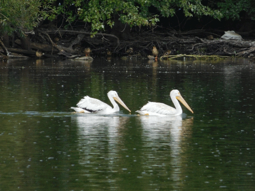 two swimming pelicans backed by island