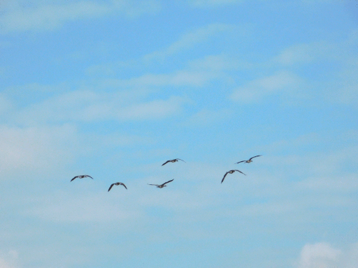 seven geese. one is invisible