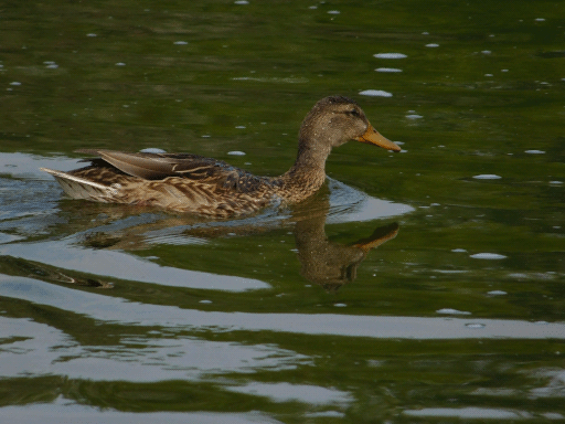 female mallard reflected on lake (green)