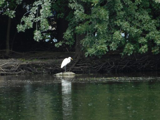 lone egret on rock backed by island