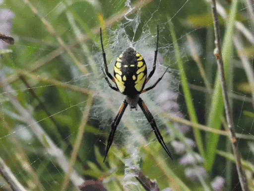 yellow garden spider!! slightly closer up and clearer view of web