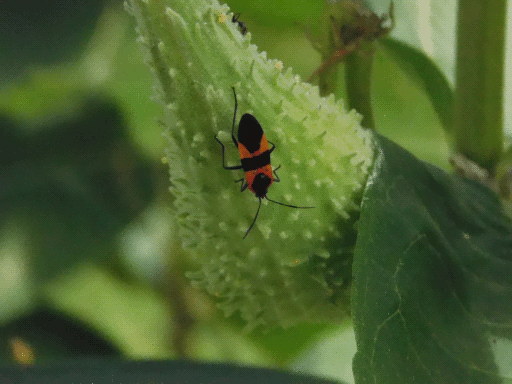 large milkweed bug on milkweed pod