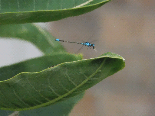dragonfly with meal achieving lifdoff
