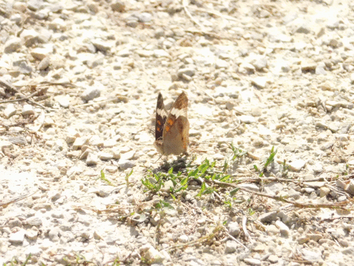moth on sunlit grey soil