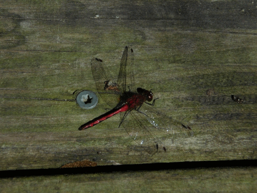 red dragonfly on boardwalk