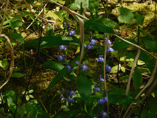 more blue flower clusters i can't be bothered to identify