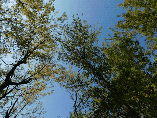treetops, from below. pretty open canopy