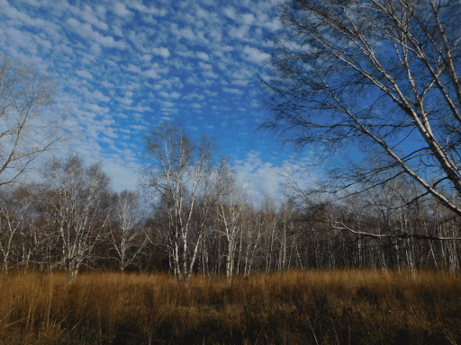 autumn prairie, orange grass, bare-limbed birches in background, azure cirrocumulus'd sky