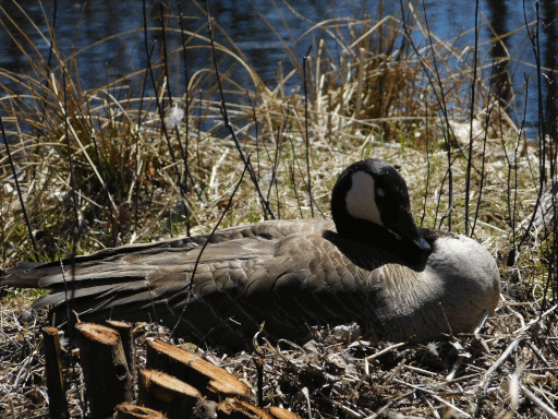 hunkered goose on nest