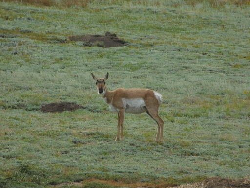 pronghorn (no horns) looking right at you
