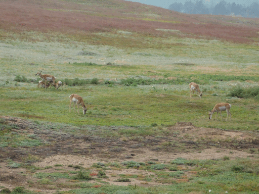 the nursing pronghorn and her three grazing neighbors