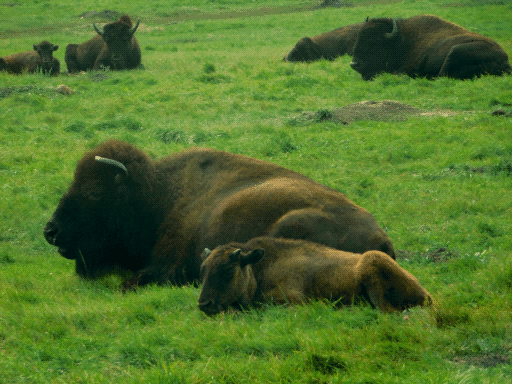 bison lounging, adults and juveniles (weird color because taken through window, badly corrected)