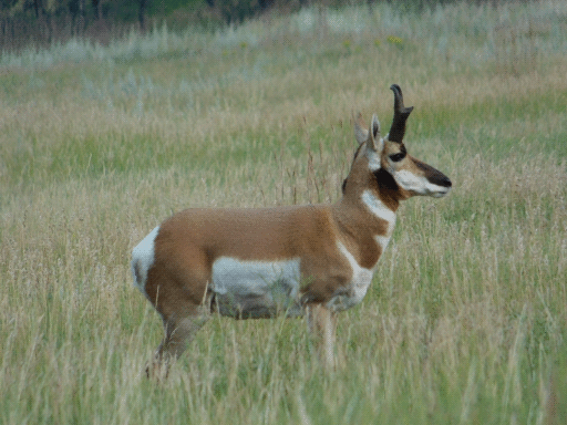 pronghorn (with horns) (not looking right at you)