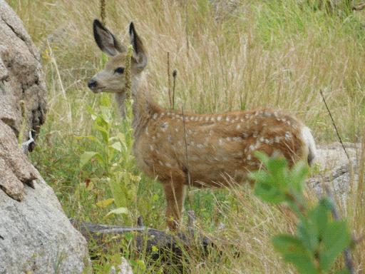 young (spotted) mule deer in profile