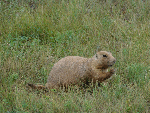 prairie dog, fist clenched. it'll show 'em yet