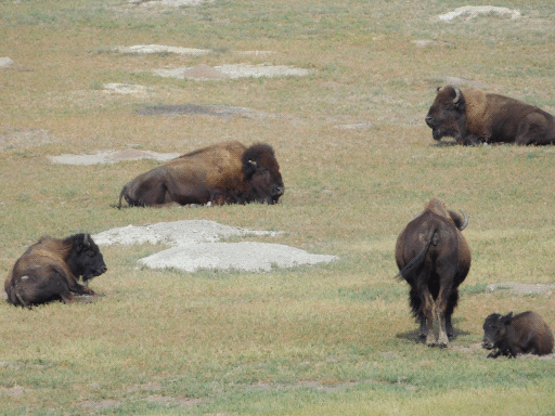 bison (not through car window)