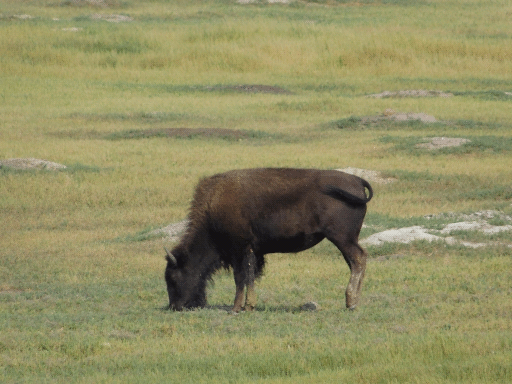 lone grazing bison
