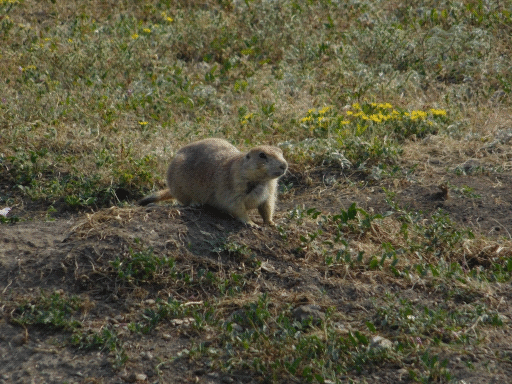 prairie dog staring out to bottom right