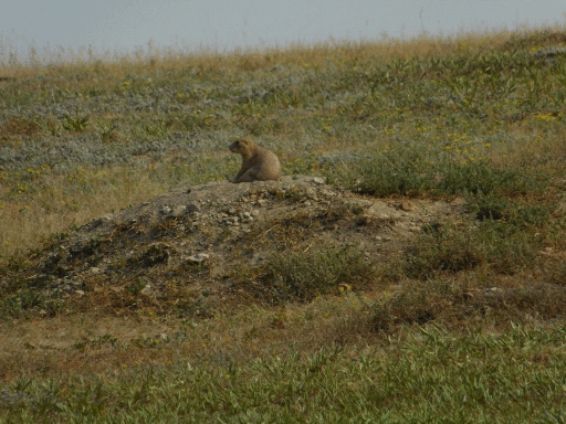 prairie dog sitting alone on hill on bigger hill